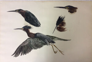 Watercolor drawing on paper