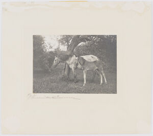 Gelatin silver print on paper