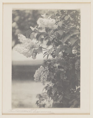 Gelatin silver print on paper