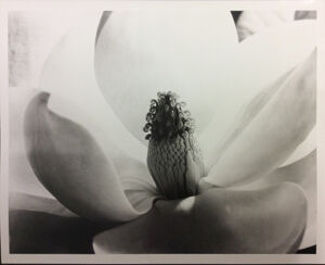 Gelatin silver print