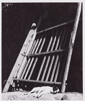 Gelatin silver print