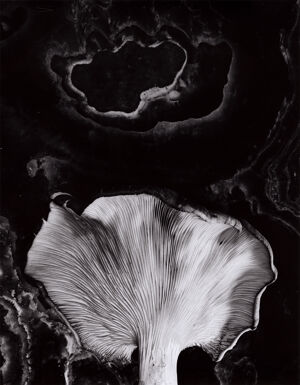 Silver print on paper