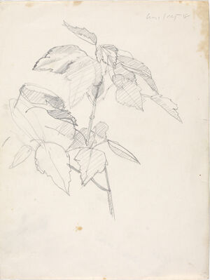 Pencil on paper