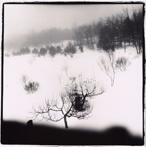 Silver prints, split sepia tone