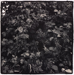 Silver prints, split sepia tone