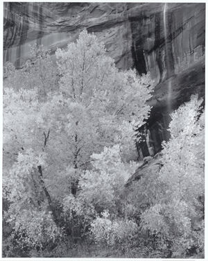 Silver bromide print on paper