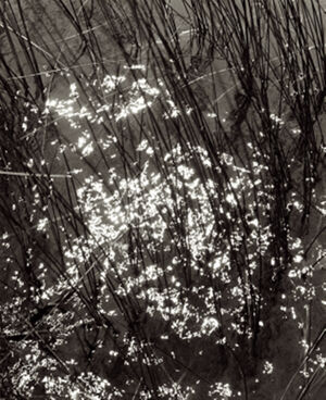 Gelatin silver print on paper