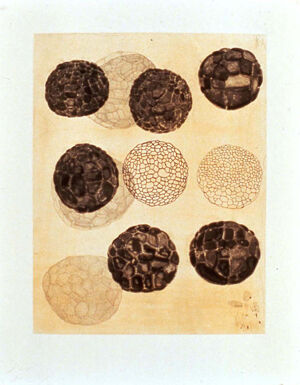 Etching, spit bite aquatint, soft ground etching, and sugar lift aquatint printe