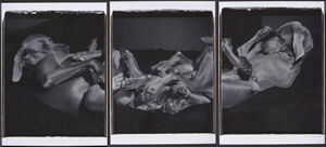 Black and white polaroids