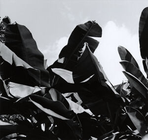 Gelatin silver print