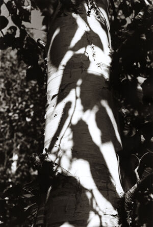 Silver gelatin print on paper