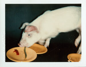 Polacolor Type 108 on paper