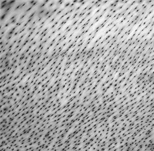 charcoal and graphite on paper