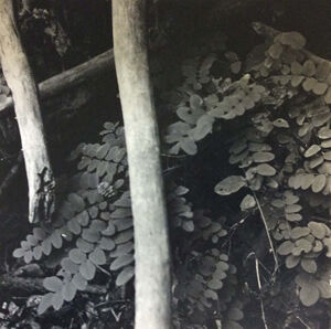 Vintage gelatin silver print on paper