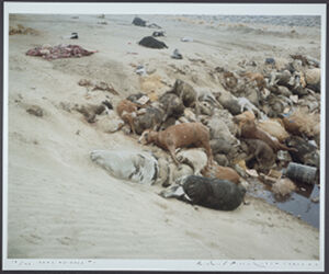 chromogenic print