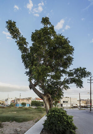 Chromogenic print (Ed. 1/6 + 1 AP)