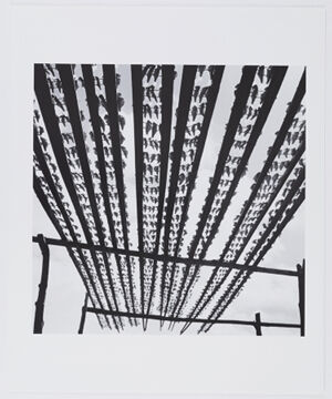 Archival Pigment Print