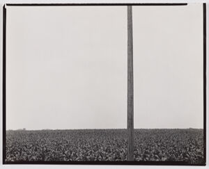 Gelatin silver print on sheet