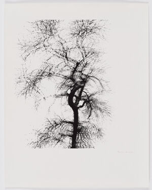 Gelatin silver print on sheet