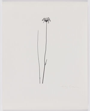 Gelatin silver print on sheet