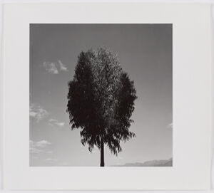 Gelatin silver print on sheet