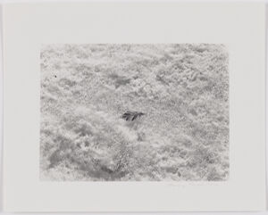 Gelatin silver print on sheet