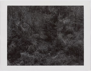 Gelatin silver print on sheet