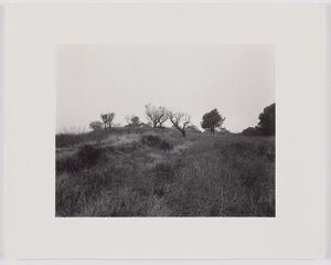 Gelatin silver print on sheet