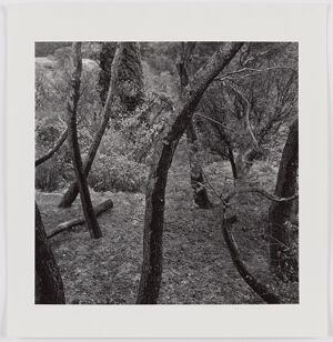 Gelatin silver print on sheet