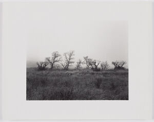 Gelatin silver print on sheet