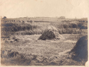 Gelatin silver print