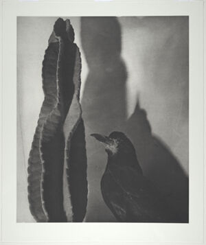 Photogravure