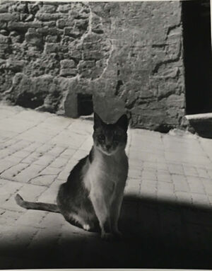 Gelatin silver print