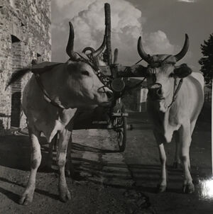 Ferrotyped gelatin silver print