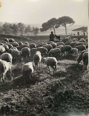 Gelatin silver print