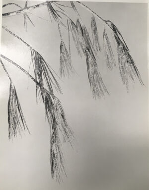 Gelatin silver print