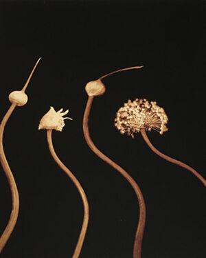 Archival Pigment Print