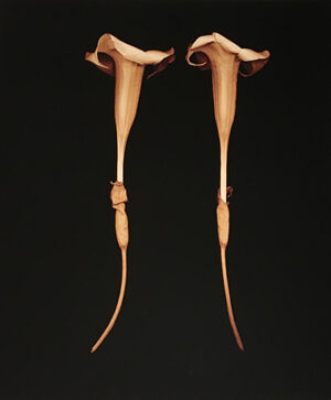 Archival Pigment Print