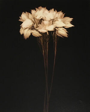 Archival Pigment Print