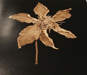 Archival Pigment Print