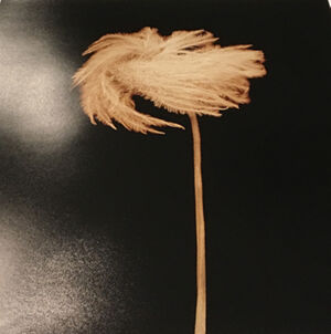 Archival Pigment Print