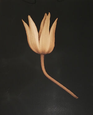 Archival Pigment Print