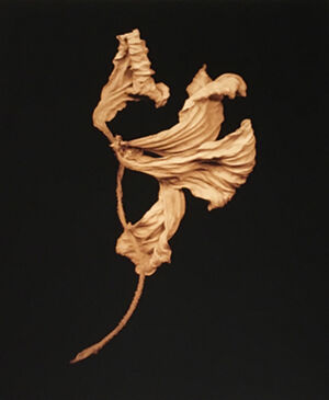 Archival Pigment Print