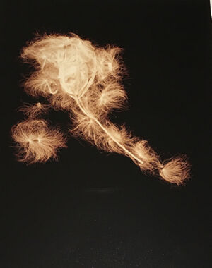 Archival Pigment Print