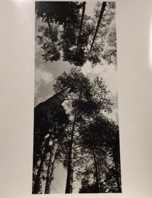 Gelatin silver print