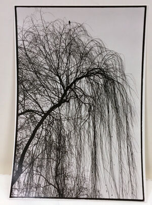 Gelatin silver print