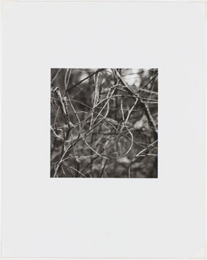 Silver Gelatin Print