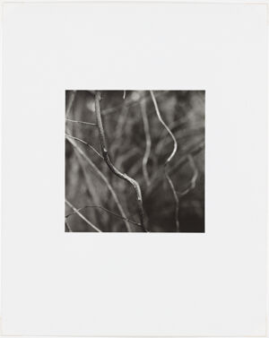 Silver Gelatin Print