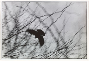 Silver Gelatin Print