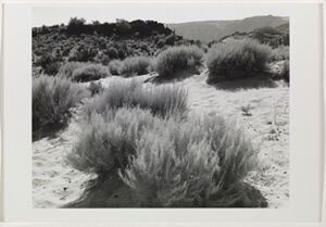 Silver Gelatin Print